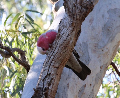 Rose breasted cockatoo or galah performing beak maintenance duties