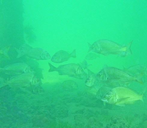 School of bream under the  jetty