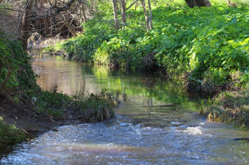 The creek flowing freely after summer rain