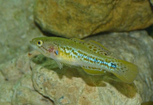 2 purple spotted gudgeon