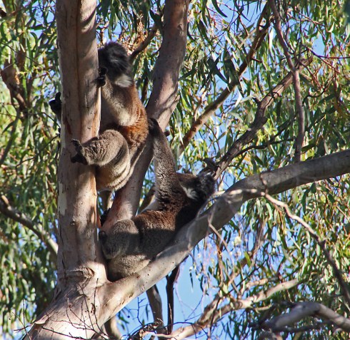 A pair of koalas climbing. Probably an adult fmale and mature joey.