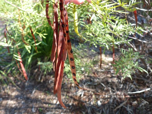 Acacia pods with seeds exposed
