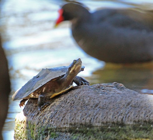 Short necked turtle on a tree branch