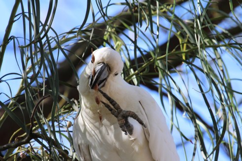 Sulphur crested cockatoo eating acacia seeds