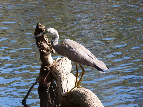 White faced heron survey its kill zone