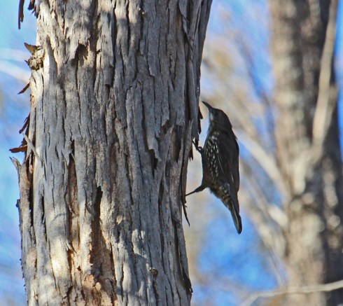 treecreeper