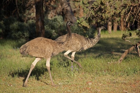 A pair of emus running alongside a walking trail at Wilpena
