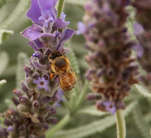 Bee on lavender