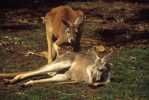 Red kangaroo male and female