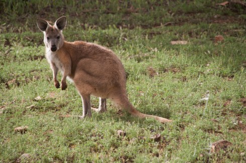This euro has a rustier tinge to its fur