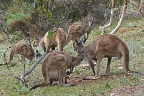 Western grey kangaroos