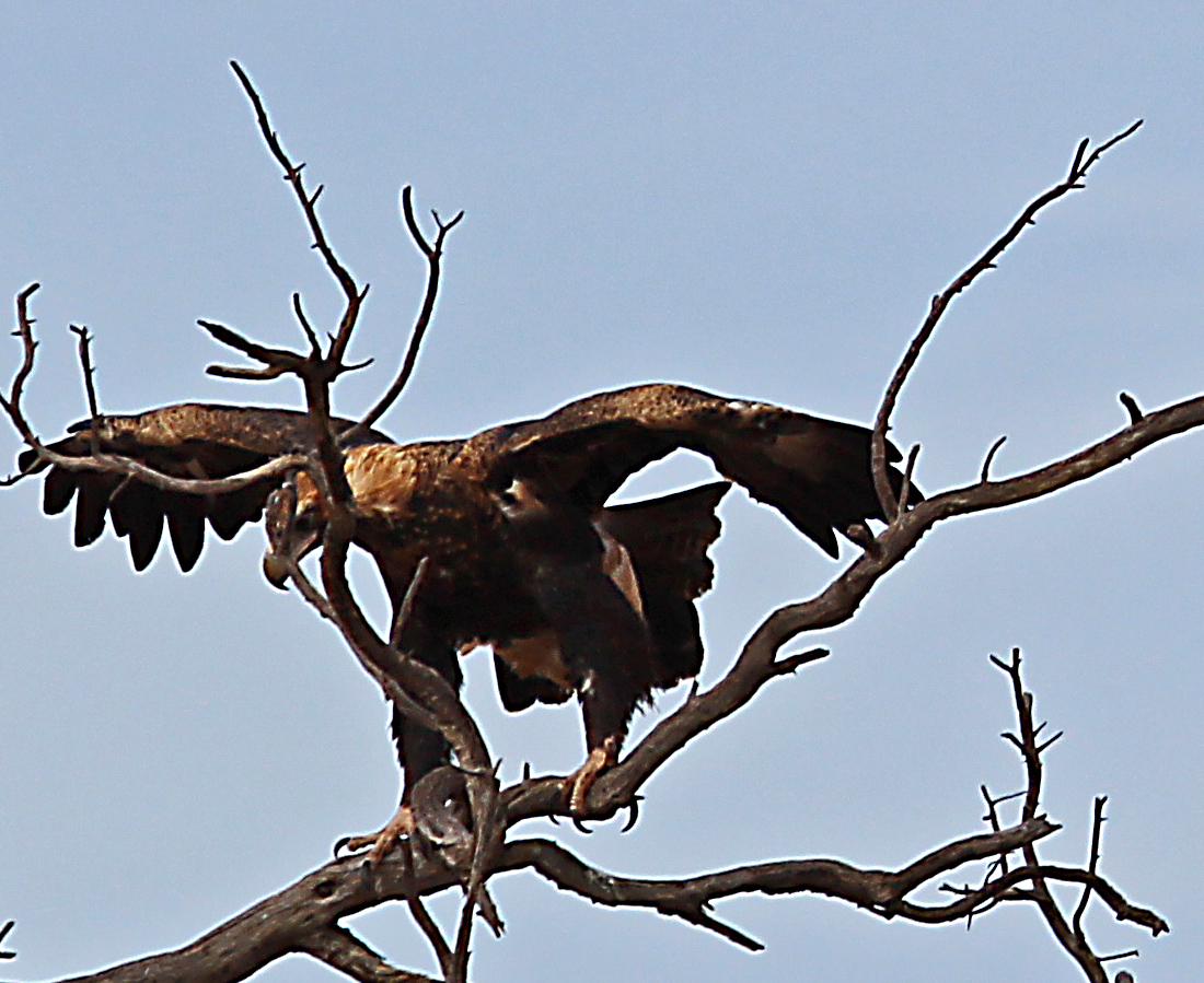 1 wedge tail 1. Australia's largest raptor with a wingspan over 2 meters