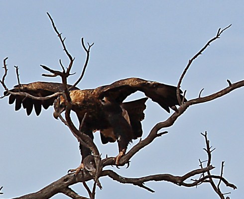 1 wedge tail 1. Australia's largest raptor with a wingspan over 2 meters