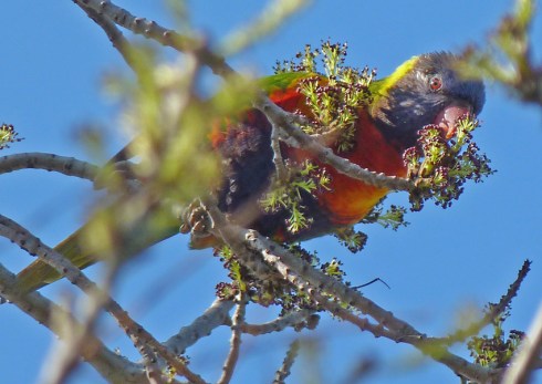 2 Lorikeet feeding