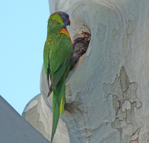 2 Rainbow lorikeet scouting for real estate