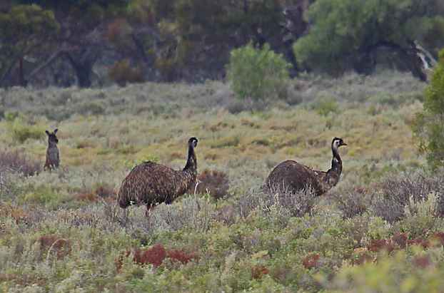 4 As a pair of emus head towards the trees a grey kangaroo pops its head up