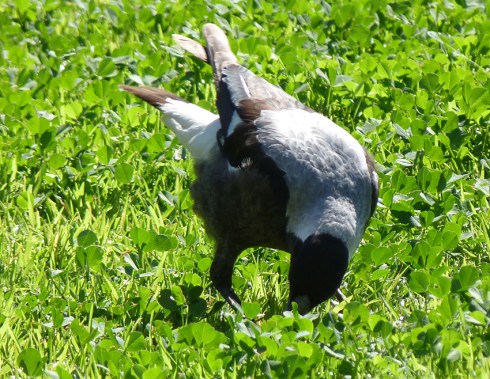 Magpie feeding