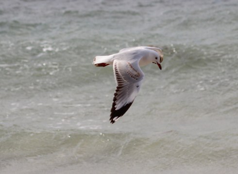 5 silver gull in flight