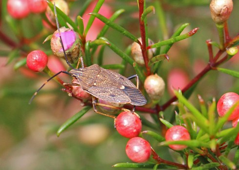 Common gum tree shield bug on Geraldton wax bush