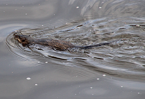 1 The usual view of a water rat, a V shaped trail that quickly disappears nto the reeds